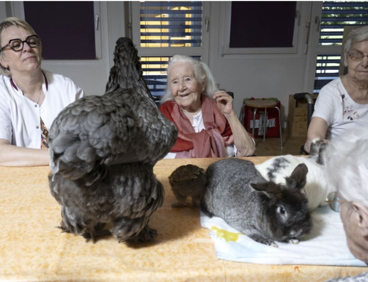 Ginette, la poule thérapeute à l’EMS des Lilas